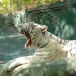 Siegfried & Roy's Secret Garden and Dolphin Habitat @ Mirage Las Vegas 1