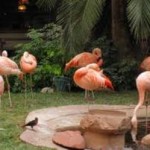 Flamingo's at Flamingo Casino Las Vegas 3