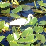 Spirit Of The Swamp Orlando Florida Alligator Tour Review 2014