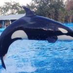 SeaWorld Orlando Review 2014