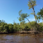 Everglades Florida Air Boat Review (17)