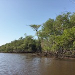 Everglades Florida Air Boat Review (2)