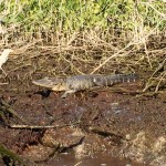 Everglades Florida Air Boat Review (4)