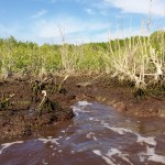 Everglades Florida Air Boat Review (5)