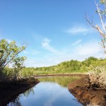 Everglades Florida Air Boat Review (6)