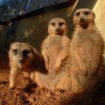 Meerkats at Miami Zoo Review