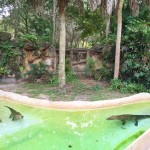 Miami Zoo Review Pictures and video (5)