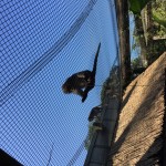 Monkey Jungle Miami Review (19)