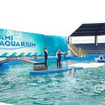 Killer Whale Show review orca Miami Seaquarium