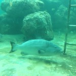 Seaquarium review Miami