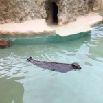 Sealions Miami Seaquarium review