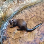 Miami Zoo Review Otter