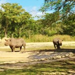 Miami Zoo Review African Safari Rhino