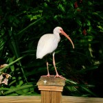 Miami Zoo Review 2016