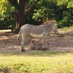 Miami Zoo Review Zebra