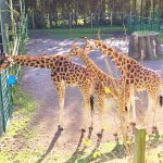 review-blackpool-zoo-giraffes