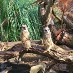 review-blackpool-zoo-meerkats