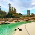 Review Blackpool Zoo…. Blackpool Zoo is a wonderful attraction just 15 minutes from the Blackpool Tower. We visited on a gorgeous, sunny, warm Autumn day. […]