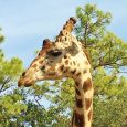 Enjoy Celebrity Radio’s Review Naples Zoo…. Naples Zoo is a lovely day out for all of the family. With stunning grounds and a huge array […]